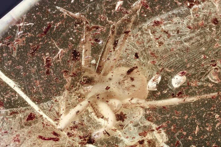 Detailed Fossil Spider (Araneae) In Baltic Amber #357873